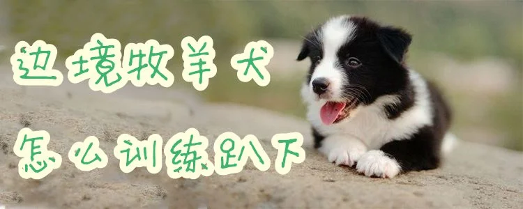 邊境牧羊犬怎么訓練趴下