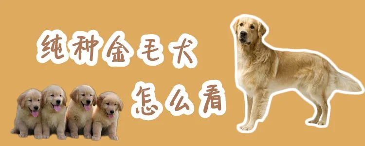 純種金毛犬怎么看