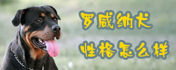 羅威納犬性格怎么樣