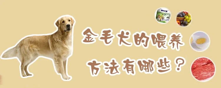 金毛犬的喂養(yǎng)方法有哪些