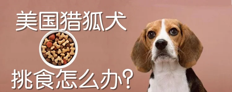 美國獵狐犬挑食怎么辦