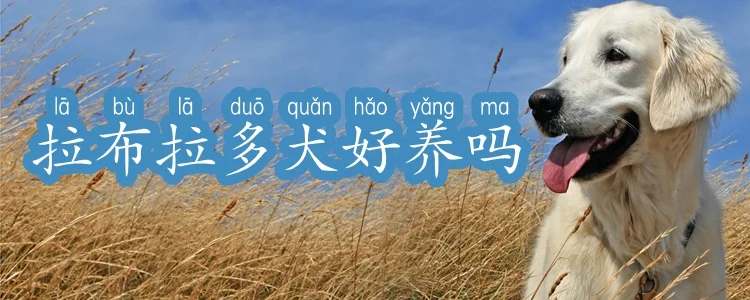 拉布拉多犬好養(yǎng)嗎