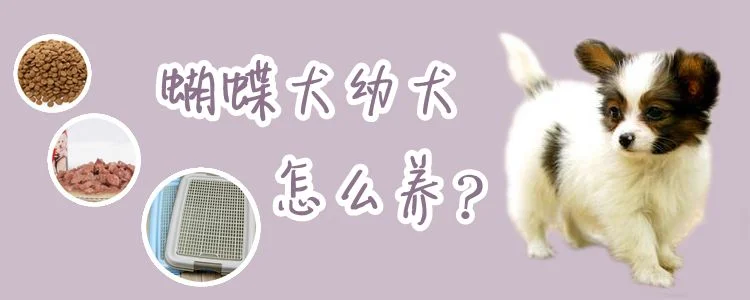 蝴蝶犬幼犬怎么養