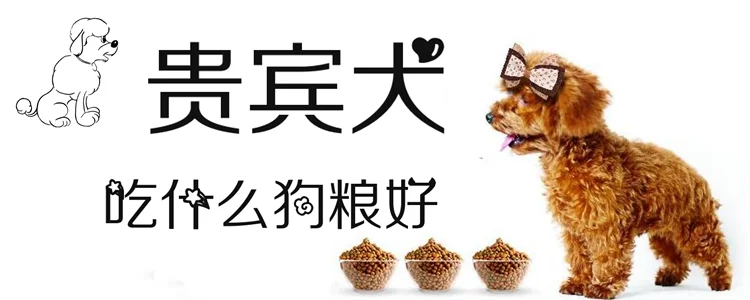 貴賓犬吃什么狗糧好