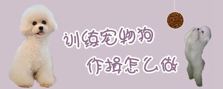 訓(xùn)練寵物狗作揖怎么做