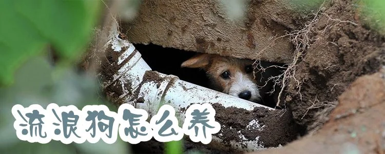 流浪狗怎么養1