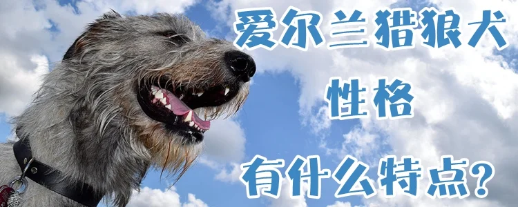 愛爾蘭獵狼犬性格有什么特點