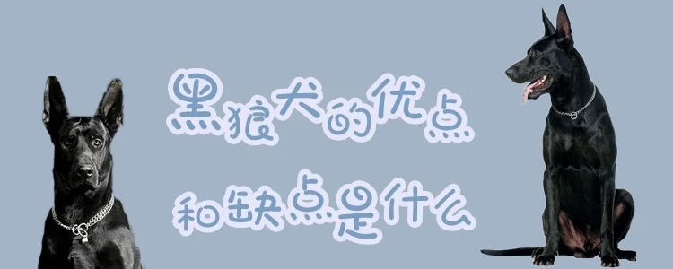 黑狼犬的優點和缺點是什么