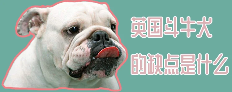 英國斗牛犬的缺點是什么