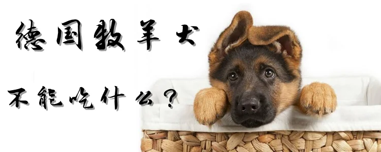 德國牧羊犬不能吃什么