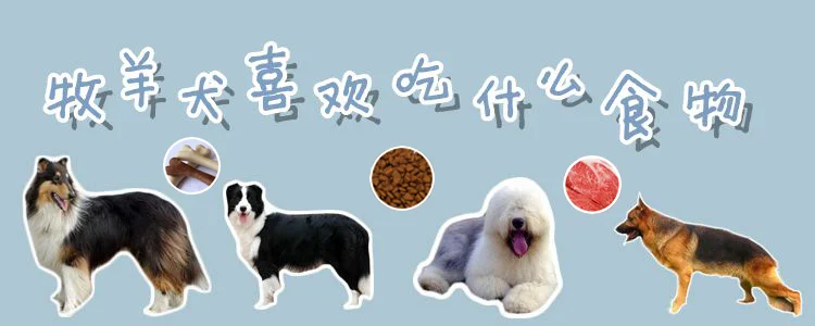 牧羊犬喜歡吃什么食物