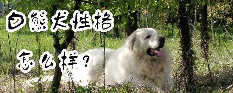 白熊犬性格怎么樣