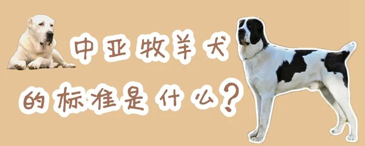 中亞牧羊犬的標準是什么