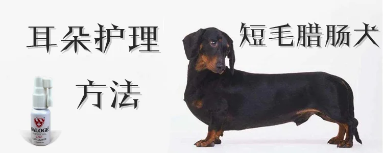 短毛臘腸犬耳朵護理方法