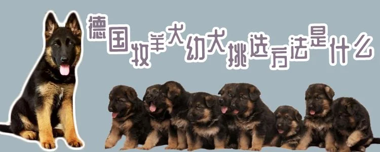 德國牧羊犬幼犬挑選方法是什么