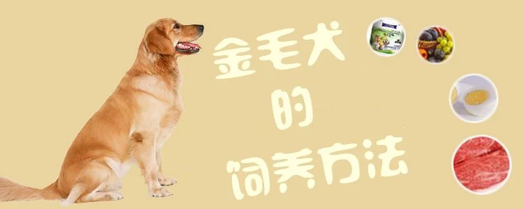 金毛犬的飼養方法1