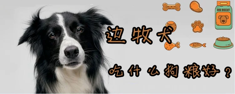 邊牧犬吃什么狗糧好