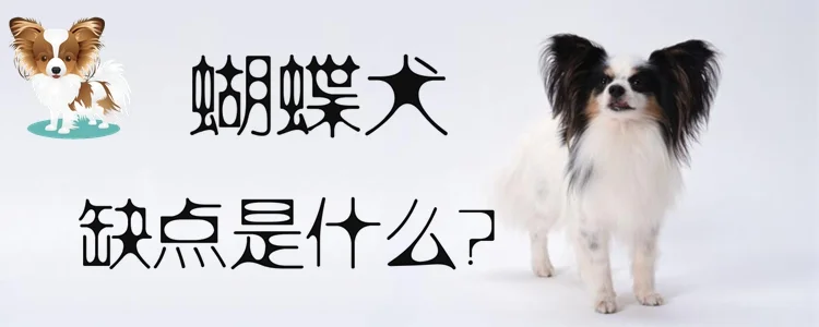 蝴蝶犬的缺點是什么