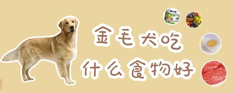 金毛犬吃什么食物好