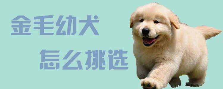 金毛幼犬怎么挑選1