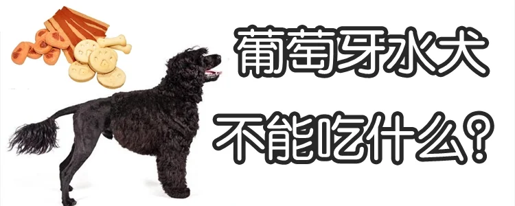 葡萄牙水犬不能吃什么