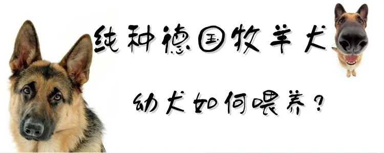 純種德國牧羊犬幼犬如何喂養