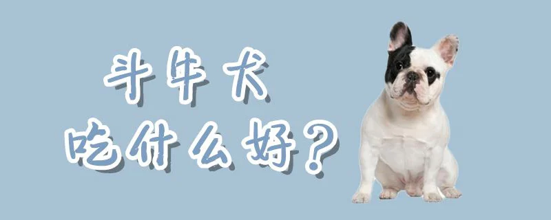 斗牛犬吃什么好