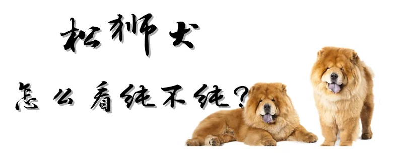 松獅犬怎么看純不純