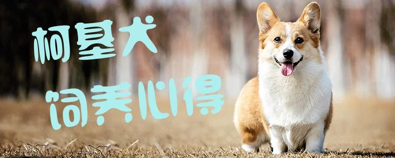 柯基犬飼養(yǎng)心得1