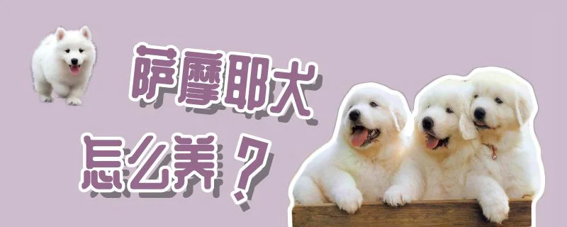 薩摩耶犬怎么養