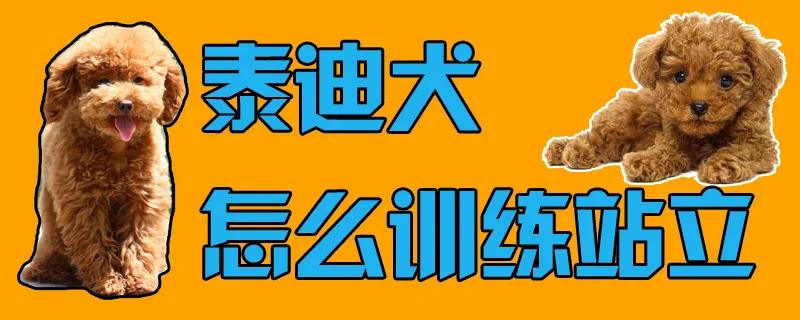 泰迪犬怎么訓練站立