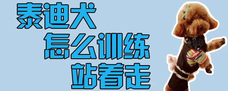 泰迪犬怎么訓練站著走