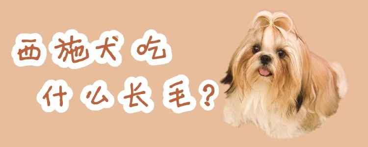 西施犬吃什么長毛