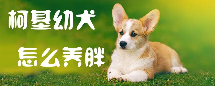 柯基幼犬怎么養(yǎng)胖1