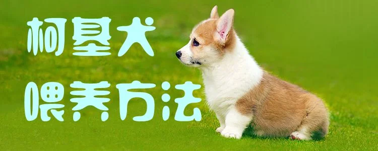 柯基犬喂養(yǎng)方法1