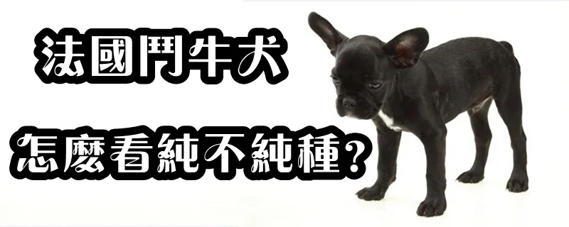 法國斗牛犬怎么看純不純種