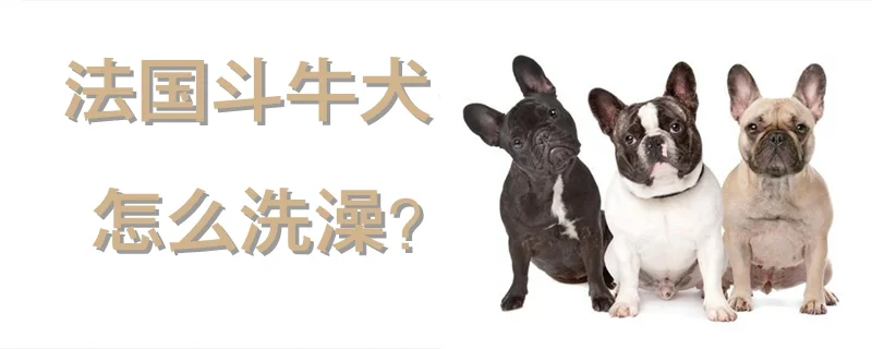 法國斗牛犬怎么洗澡