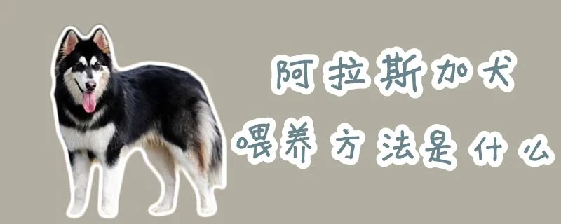 阿拉斯加犬喂養(yǎng)方法是什么