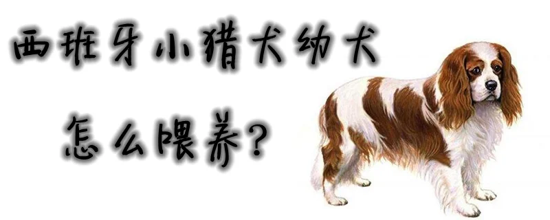 西班牙小獵犬幼犬怎么喂養