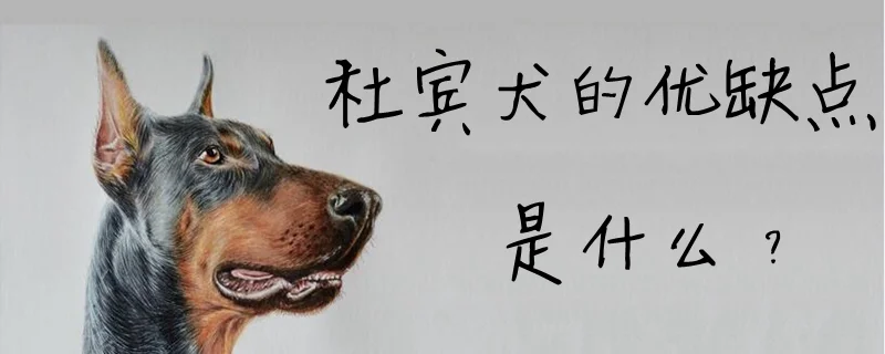 杜賓犬的優缺點是什么