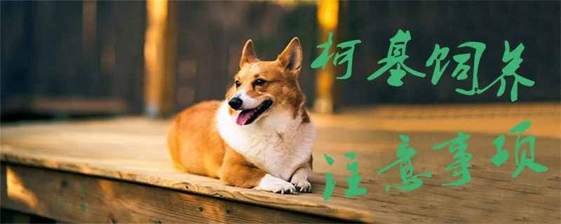 柯基飼養(yǎng)注意事項(xiàng)1