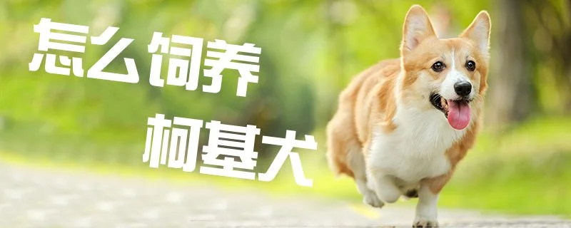 怎么飼養(yǎng)柯基犬1