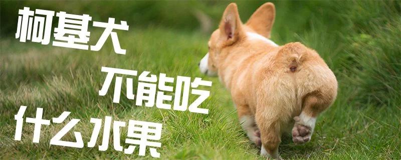 柯基犬不能吃什么水果1