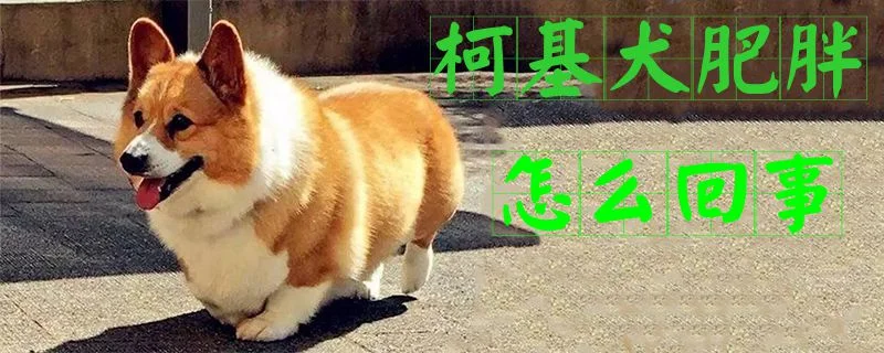 柯基犬肥胖怎么回事1