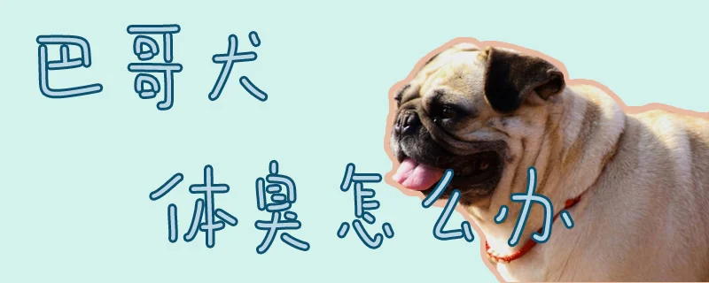 巴哥犬體臭怎么辦