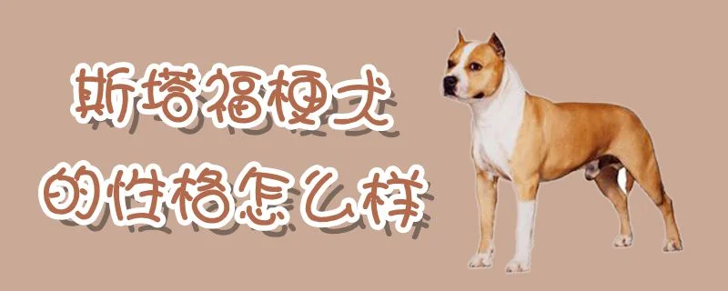 斯塔福梗犬的性格怎么樣