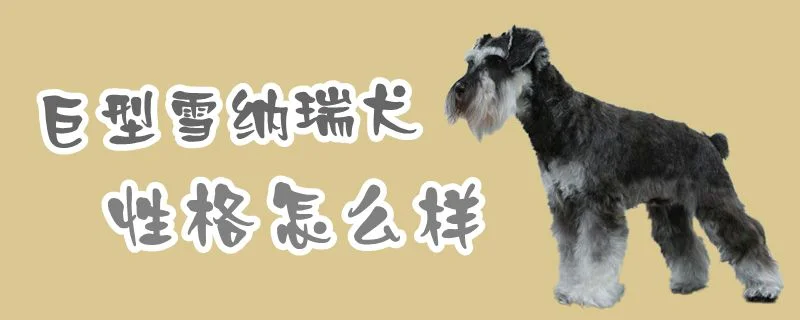 巨型雪納瑞犬性格怎么樣