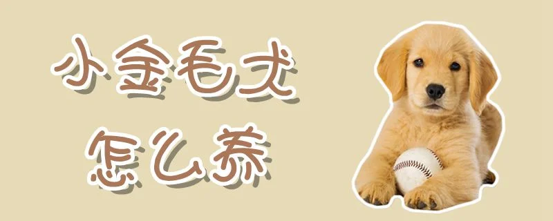 小金毛犬怎么養