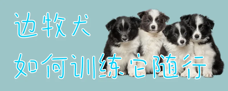 邊牧犬如何訓練它隨行