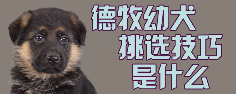 德牧幼犬挑選技巧是什么